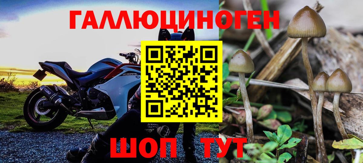 Сибай  Галлюциногенные грибы Psilocybine cubensis  Вход с VPN 